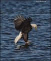 _1SB8620 bald eagle catching fish